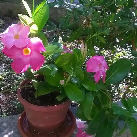 Il Villino Bed & Breakfast Torre dell'Orso